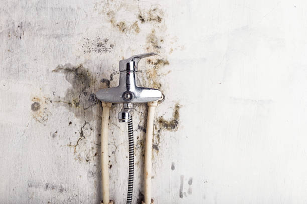 Best Residential Mold Remediation in Norton Shores, MI