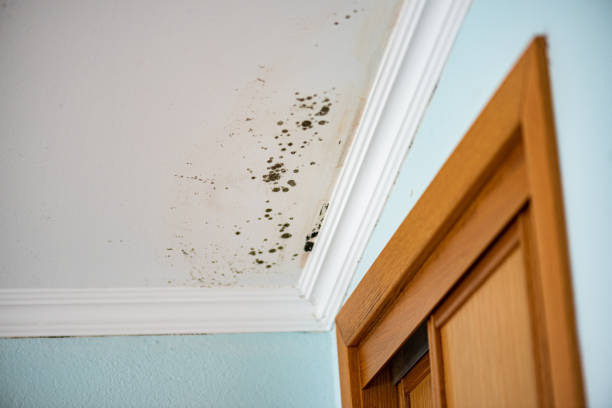 Best HVAC Mold Remediation in Norton Shores, MI