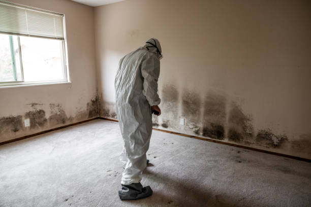 Best White Mold Remediation in Norton Shores, MI